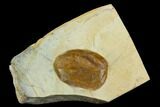 Fossil Dogwood (Cornus) Leaf - Montana #120777-1